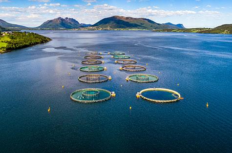 fish farming structures on a large body of water