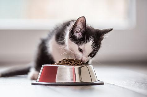 cat eating pet food from a bowl
